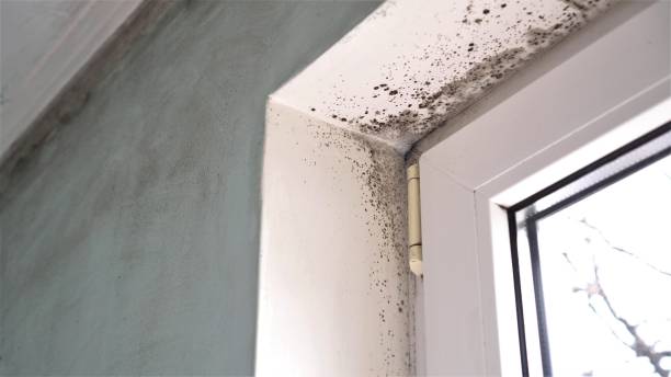 Best Attic Mold Removal  in Red Corral, CA